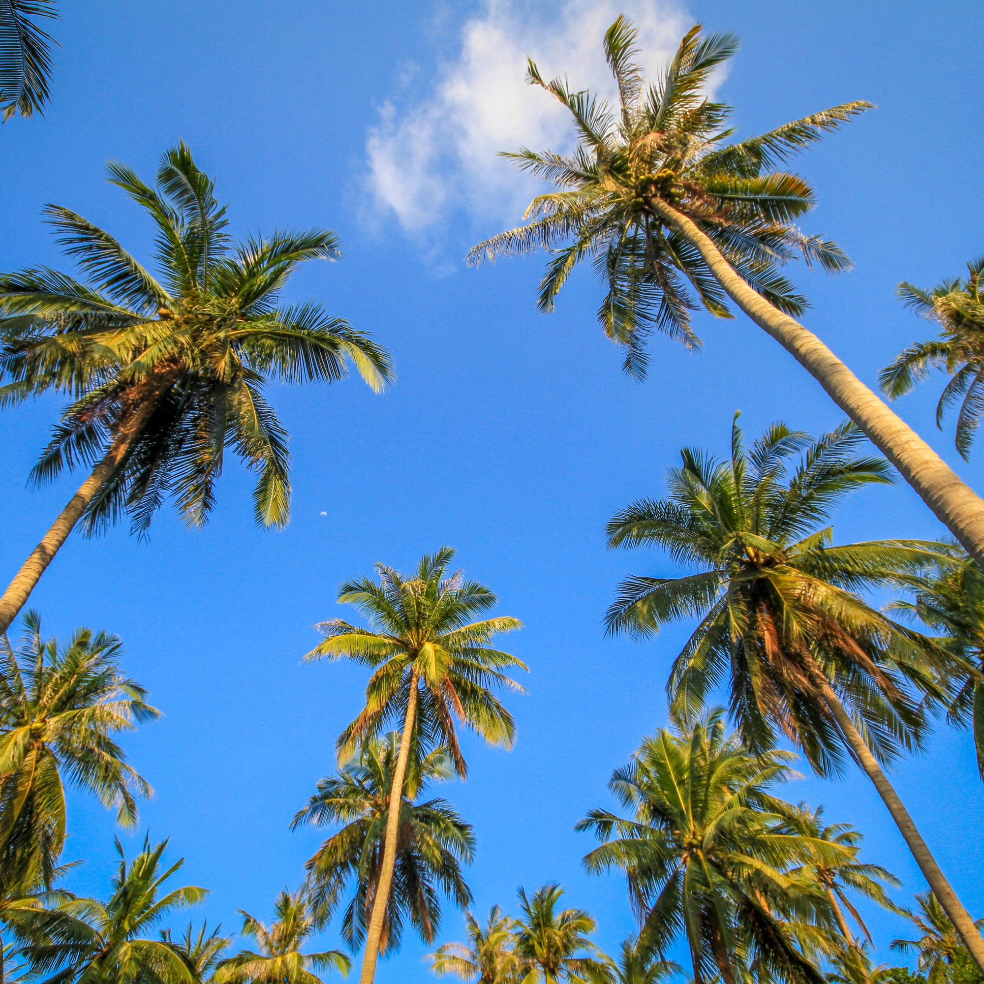 west indian, jamaican, african groceries — Tropical Sun Supermarket